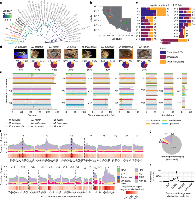 Phylogeny of Nearctic Myotis bats in the study, including outgroup species of bat, cow, mouse, and human