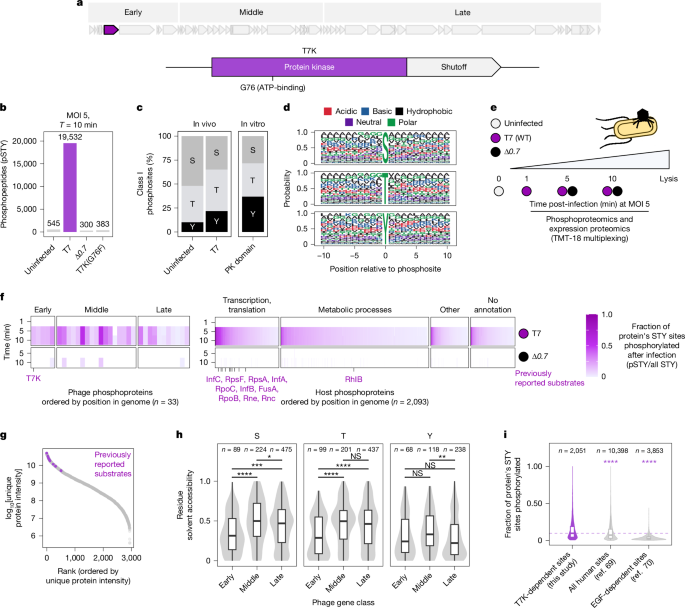 Pervasive phosphorylation by phage T7 kinase disarms bacterial defences