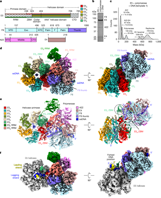 Structure and operating principles of a monkeypox virus replisome