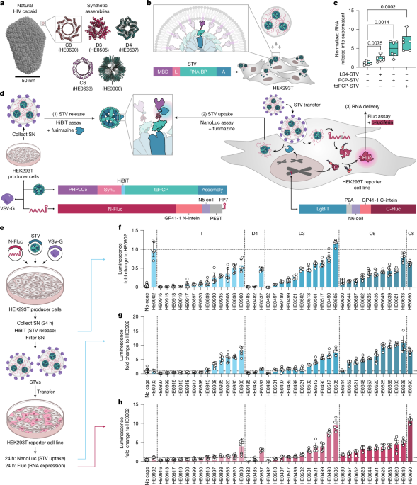 Creating bottom-up RNA transfer vehicles from synthetic protein assemblies