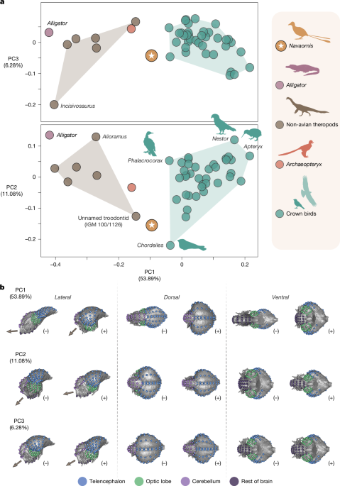 Author Correction: Cretaceous bird from Brazil informs the evolution of the avian skull and brain