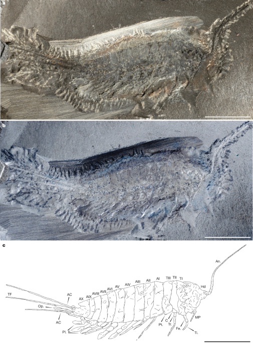 Amphibious stem-insect sheds light on colonization of land
