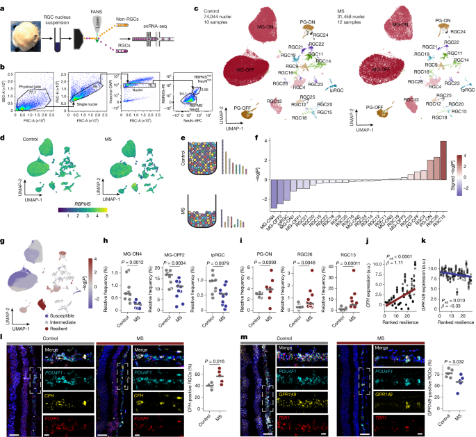 Intracellular complement factor H protects neurons during CNS inflammation