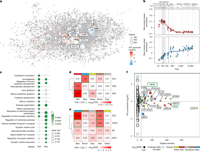 A retinoic acid autoregulatory loop governing prefrontal–motor arealization