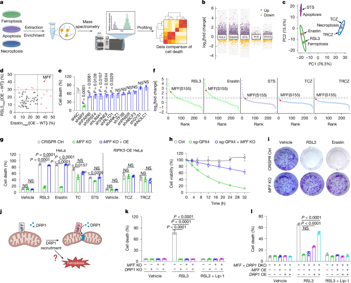 Mitochondrial fission factor senses and governs ferroptosis