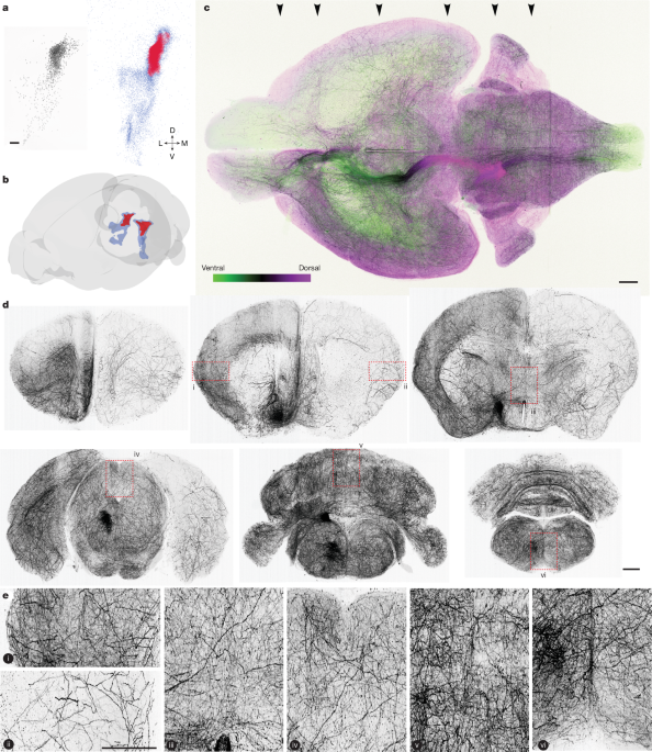 Topographic structure and function of locus coeruleus noradrenaline neurons