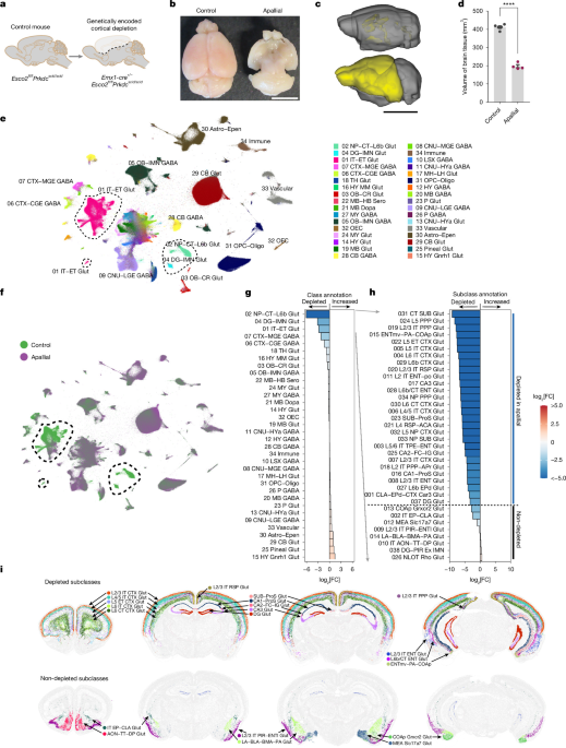 Developmental xenocortication using human-derived organoids in mice – Nature