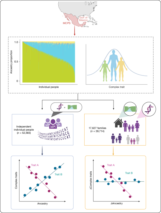 Within-family effect of ancestry on complex traits in a Mexican population