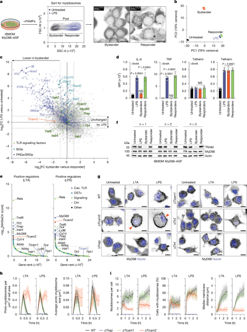 TRAM promotes Toll-like-receptor-free myddosome signal transduction
