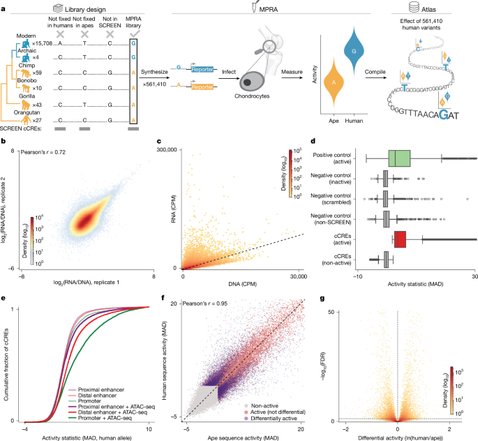 The gene-regulatory evolution of the human skeleton
