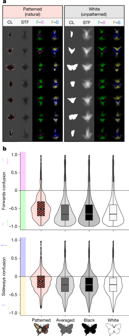Butterfly wing patterns in flight create powerful illusory motion cues