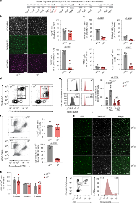 γδ T cell receptor dependencies define a unique immunosurveillance modality