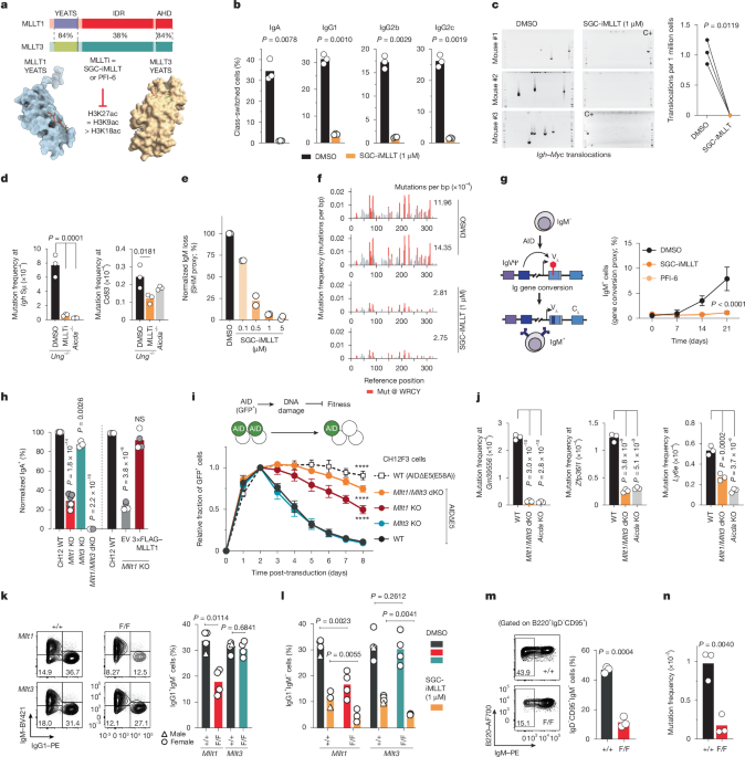 Histone readers MLLT1 and MLLT3 concentrate AID to confer locus specificity