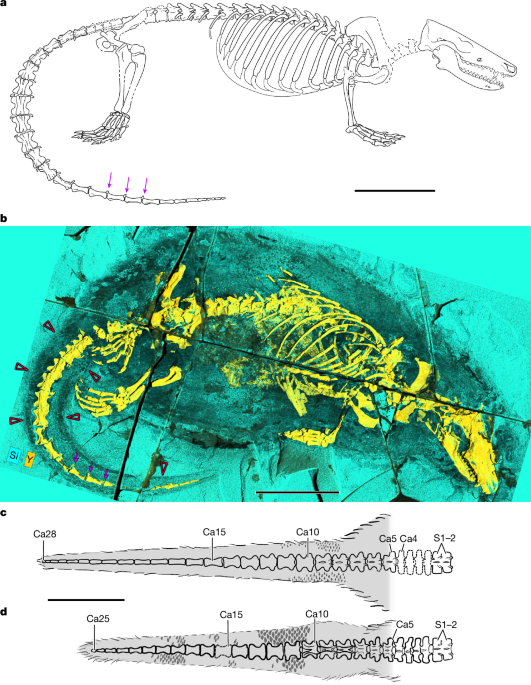 A Jurassic mammaliaform swimmer and transformation of the mammalian pharynx