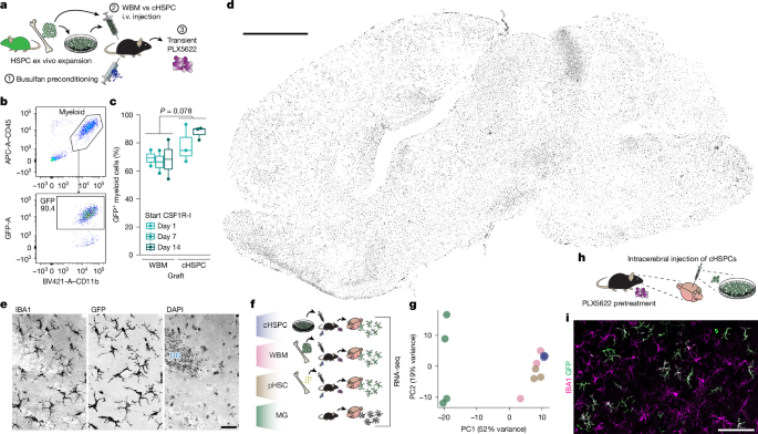 <i>Elp1</i> is required for myeloid differentiation and brain repopulation