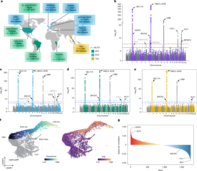 Human genetics implicates a BACH2–NRF2 axis in fetal haemoglobin activation
