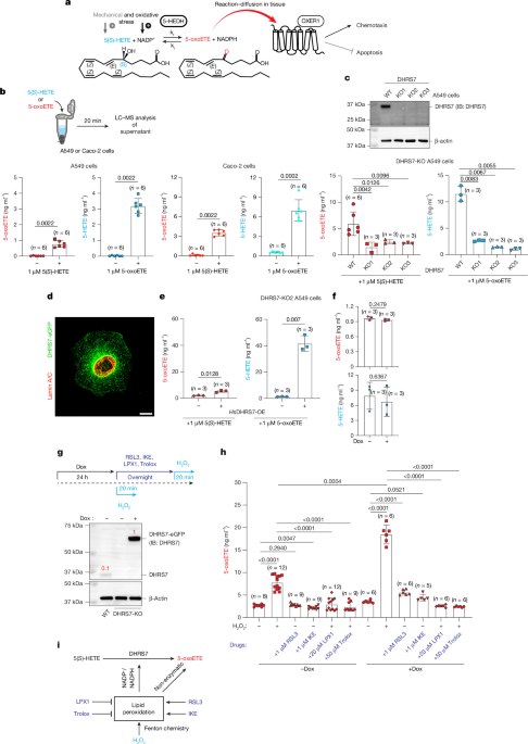 5-oxoETE links redox control of epithelial damage detection and resilience
