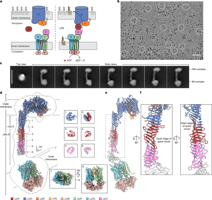 Structural basis for regulating lipopolysaccharide transmembrane transport