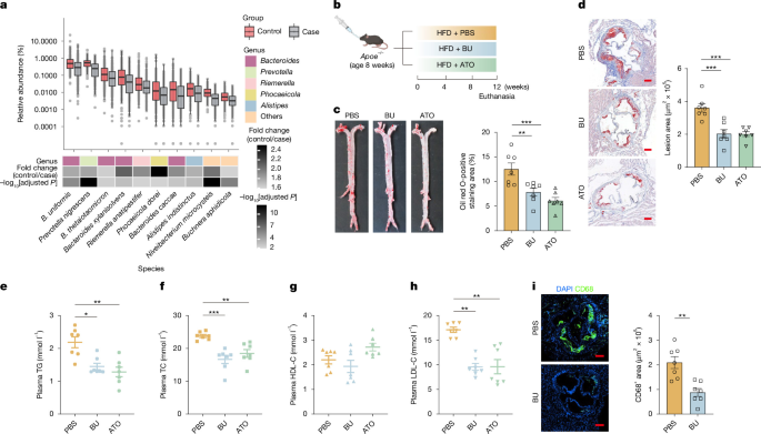 A gut microbial odd-chain fatty acid alleviates atherosclerosis in mice