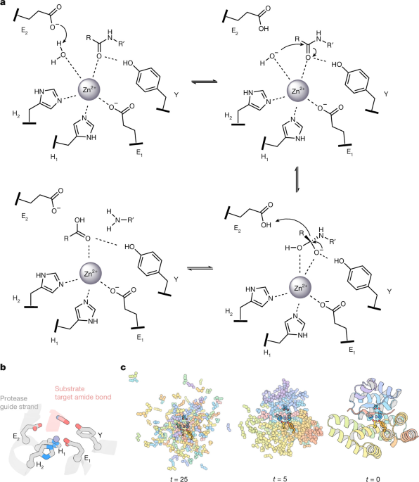Computational design of metalloproteases