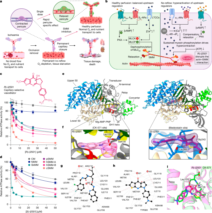 Capillary-selective vasodilation through myosin inhibition halts ischaemic cascades