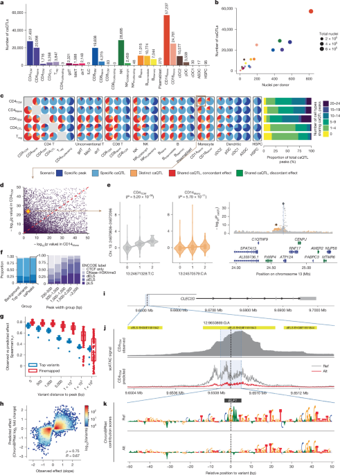 Genetic variants shape single-cell chromatin accessibility and disease risk