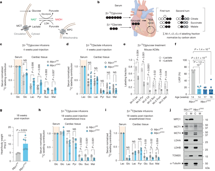 MCT1-dependent mitochondrial lactate import sustains cardiac metabolism