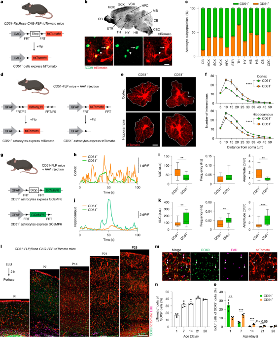 CD51 delineates functionally distinct astrocyte subtypes in neural circuits