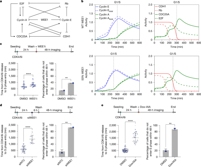 WEE1 opposes APC/C<sup>CDH1</sup> activity to promote S phase entry