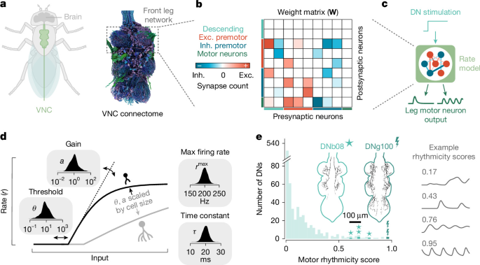 Connectome simulations identify a central pattern generator for fly walking
