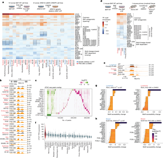 SWI/SNF complexes shape 3D chromatin architecture through CTCF and cohesin