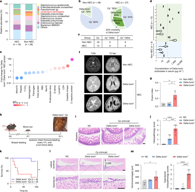<i>Clostridium perfringens</i> Delta toxin targets CD9 to drive NEC and brain injury