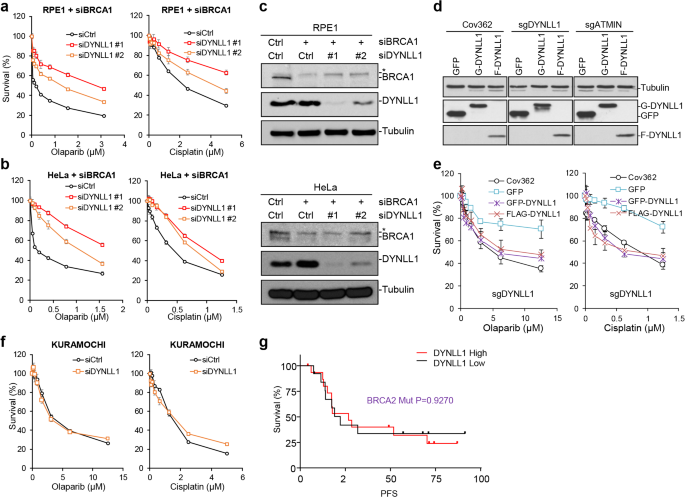 Author Correction: DYNLL1 binds to MRE11 to limit DNA end resection in BRCA1-deficient cells