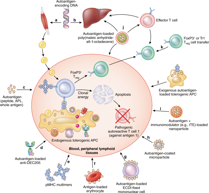 Antigen-specific therapeutic approaches for autoimmunity