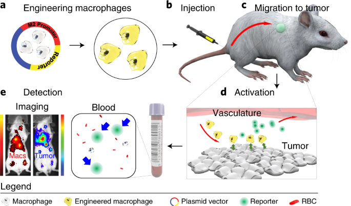 Engineered immune cells as highly sensitive cancer diagnostics