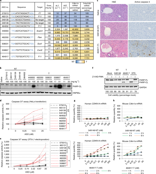 Chemical modification of PS-ASO therapeutics reduces cellular  protein-binding and improves the therapeutic index | Nature Biotechnology