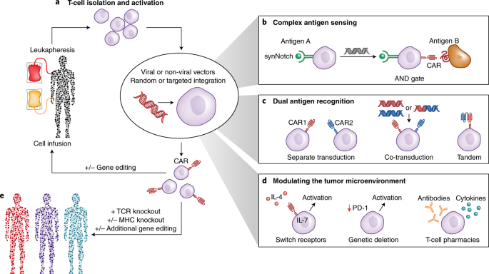 Gene editing for immune cell therapies | Nature Biotechnology