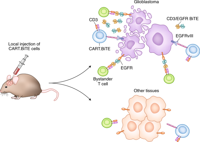 Rescuing imperfect antigens for immuno-oncology
