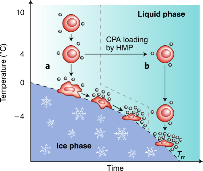 glutathione in organ perfusion cryopreservation Top Preservation Techniques During Transport: Best Practices and Innovations Frontiers | Organ preservation: current
