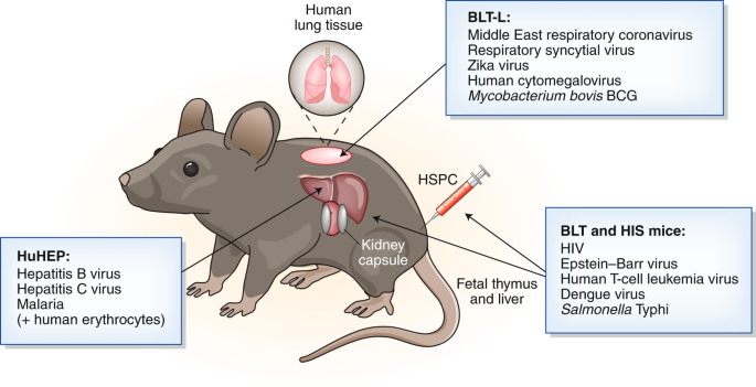 Modeling human lung infections in mice | Nature Biotechnology