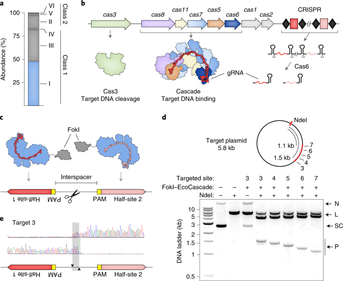 Harnessing type I CRISPR–Cas systems for genome engineering in human cells  | Nature Biotechnology