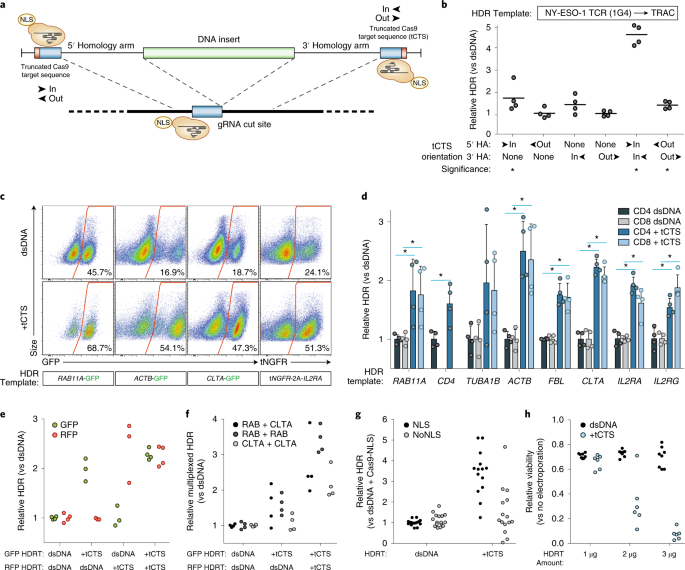 Polymer Stabilized Cas9 Nanoparticles And Modified Repair Templates Increase Genome Editing Efficiency Nature Biotechnology