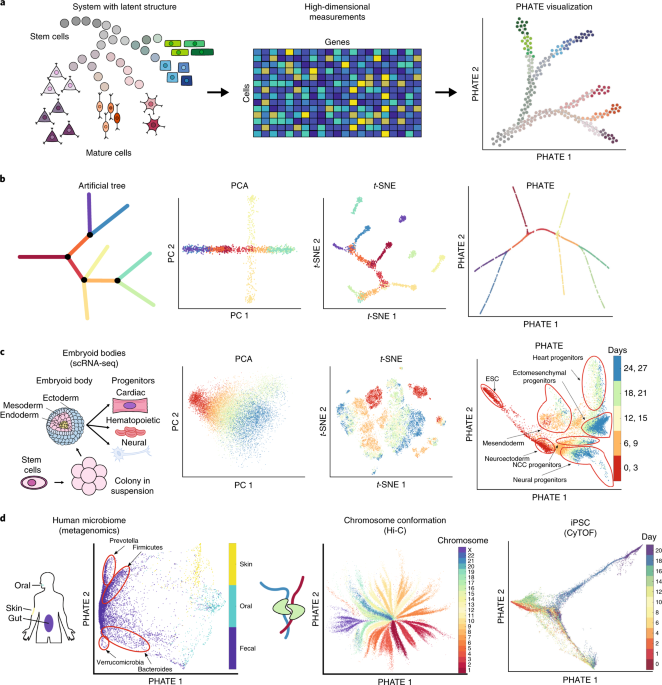 Distinct genomic routes underlie transitions to specialised