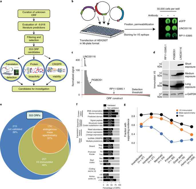 Noncanonical Open Reading Frames Encode Functional Proteins Essential For Cancer Cell Survival Nature Biotechnology - 6 Opening Picture Frame 8×10 Noncanonical Open Reading Frames Encode Functional Proteins Essential For Cancer Cell Survival Nature Biotechnology - 6 Opening Picture Frame 8×10
