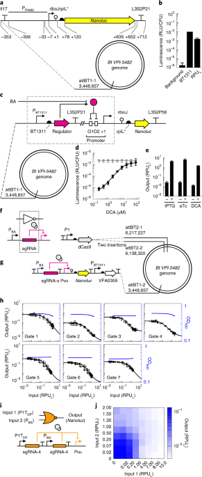 Genetic circuit design automation for the gut resident species Bacteroides  thetaiotaomicron | Nature Biotechnology