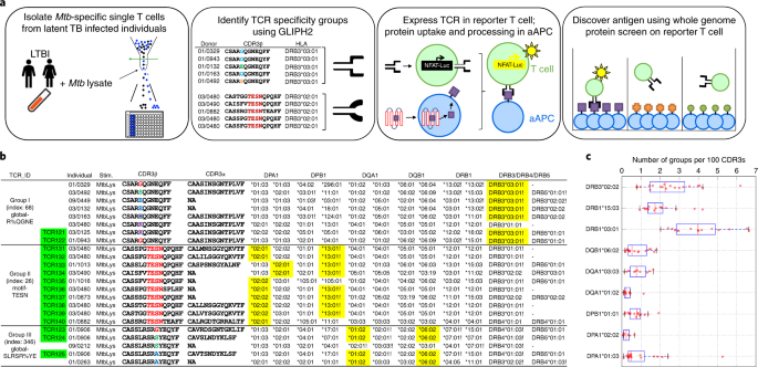 Analyzing the Mycobacterium tuberculosis immune response by T-cell receptor clustering with GLIPH2 and genome-wide antigen screening