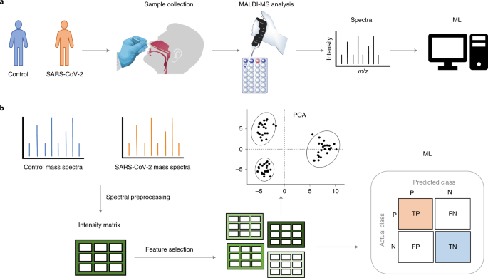 Detection Of Sars Cov 2 In Nasal Swabs Using Maldi Ms Nature Biotechnology