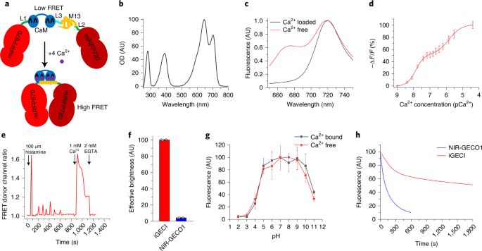 A near-infrared genetically encoded calcium indicator for in vivo imaging |  Nature Biotechnology