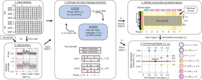 Integrative Single Cell Analysis Of Allele Specific Copy Number Alterations And Chromatin Accessibility In Cancer Nature Biotechnology