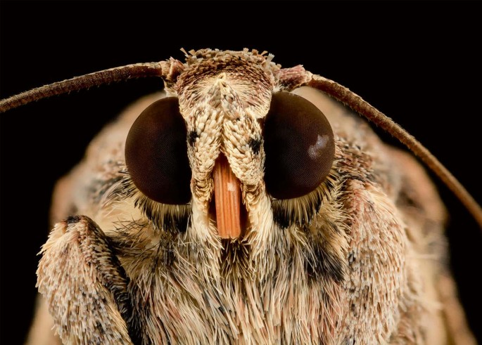 <p>Armyworm meets Friendly moth thumbnail